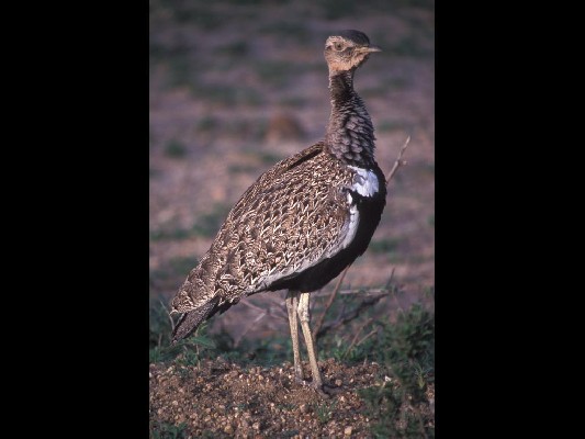 Red-crested Bustard