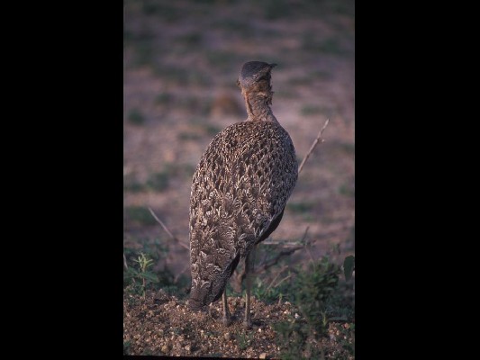 Red-crested Bustard