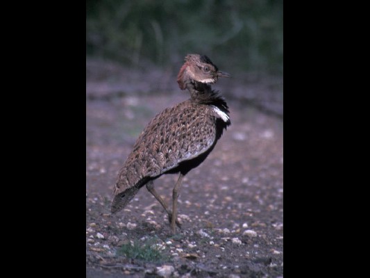 Red-crested Bustard