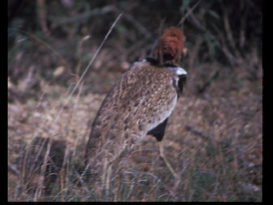 Red-crested Bustard