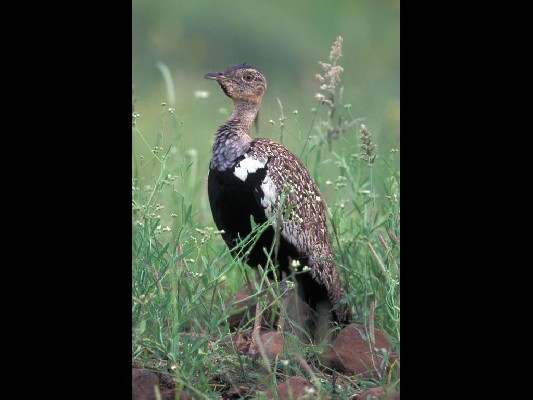 Red-crested Bustard