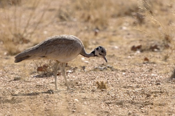 Rüppell's Bustard