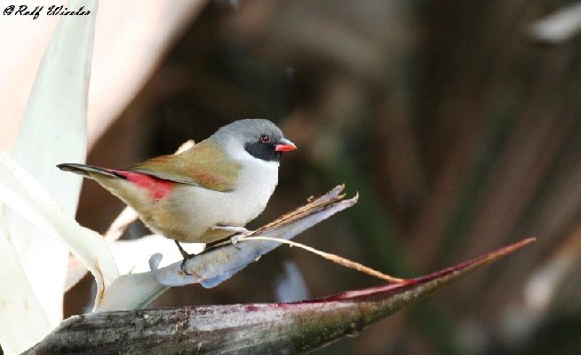 Swee Waxbill
