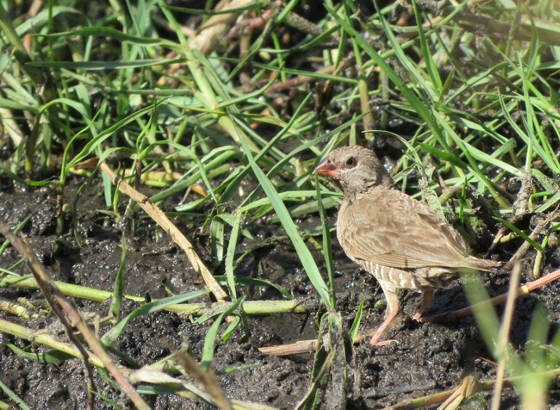 Juvenile Black-faced (African) Quailfinch coming to drink