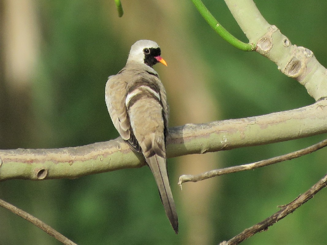 Namaqua Dove