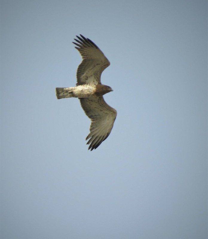 Short-toed Eagle