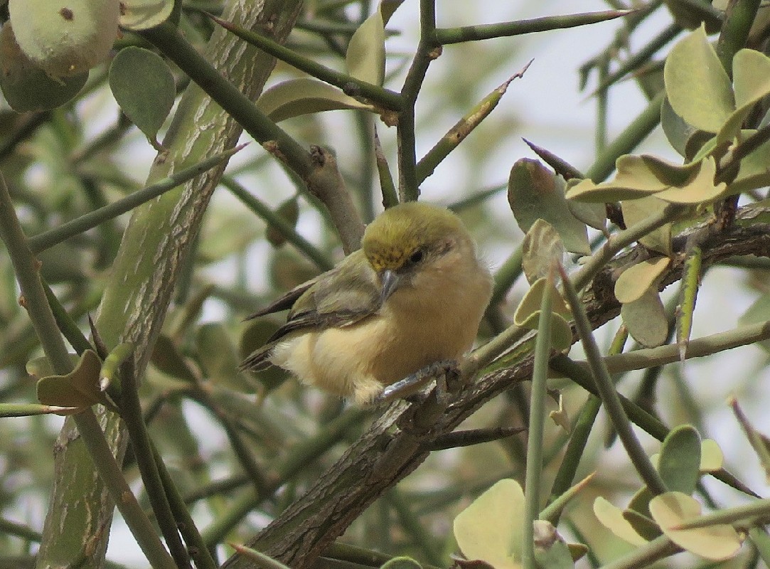 Sennar Penduline Tit feeding