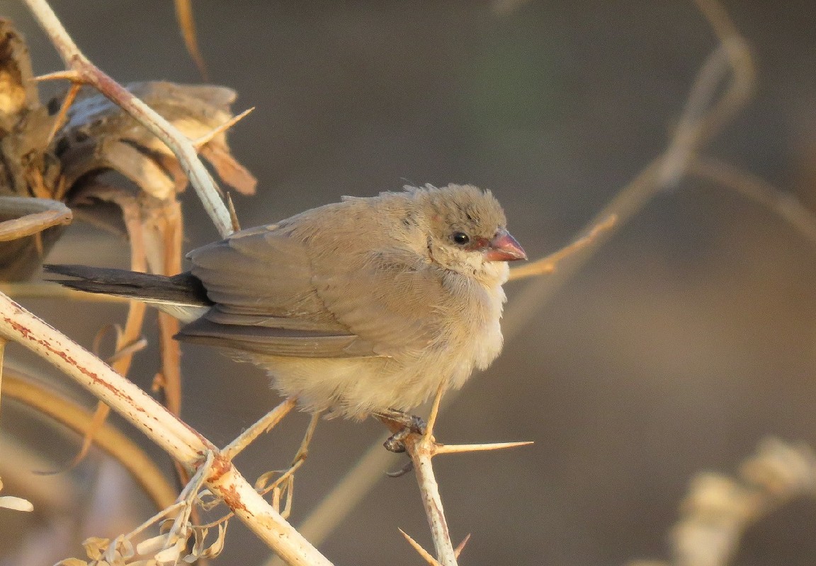 Black-rumped Waxbill at Mbodiene