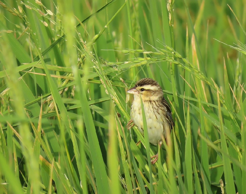 Yellow-crowned Bishop in a rice paddy near Saint-Louis