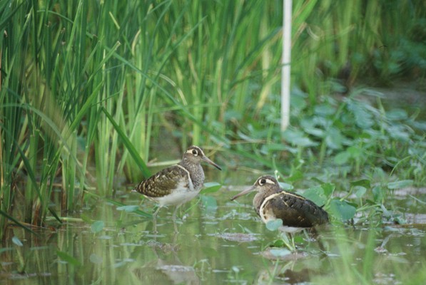 Greater Painted-snipe