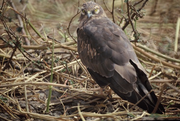 Montagu's Harrier