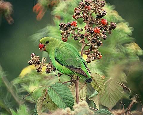 Black-winged Lovebird