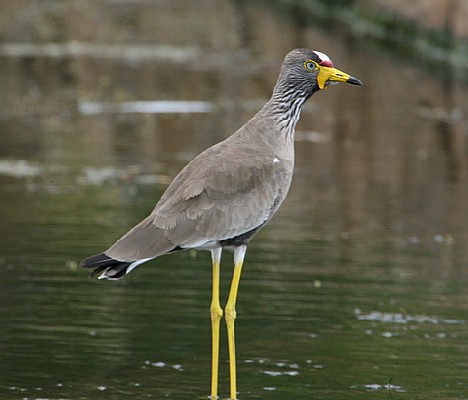 African Wattled Lapwing