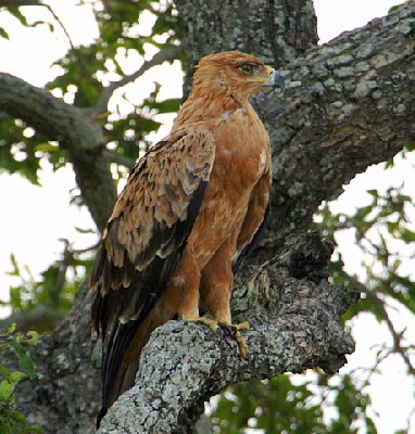 Tawny Eagle