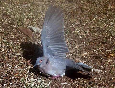 African Mourning Dove sunbathing