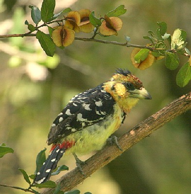 Crested Barbet