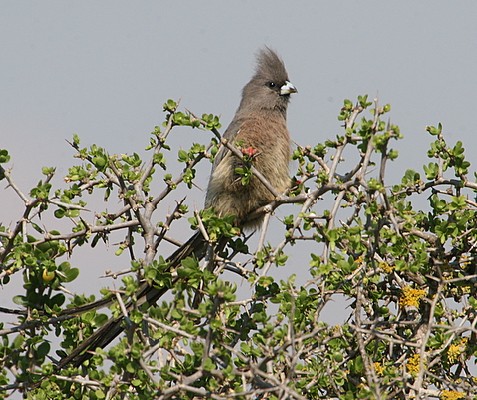 White-backed Mousebird