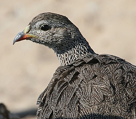 Cape Francolin