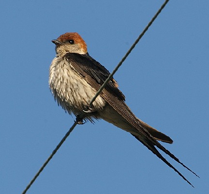 Greater Striped Swallow