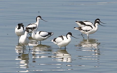 Pied Avocets