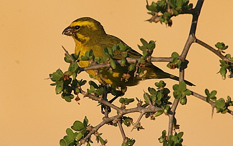 Yellow Canary 