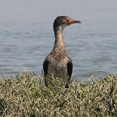 Long-tailed Cormorant