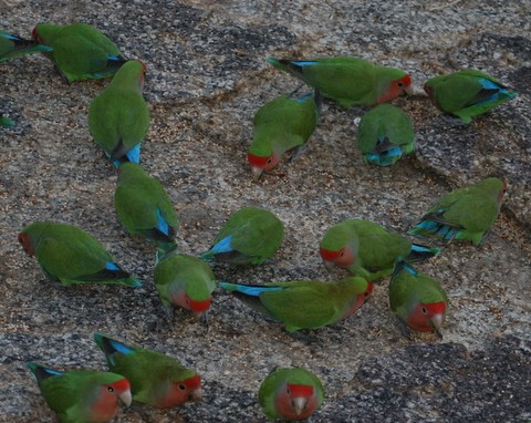 Rosy-faced Lovebirds
