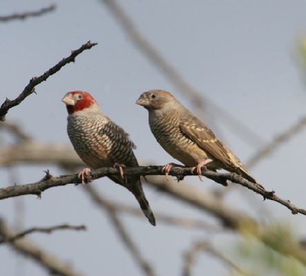 Red-headed Finches 