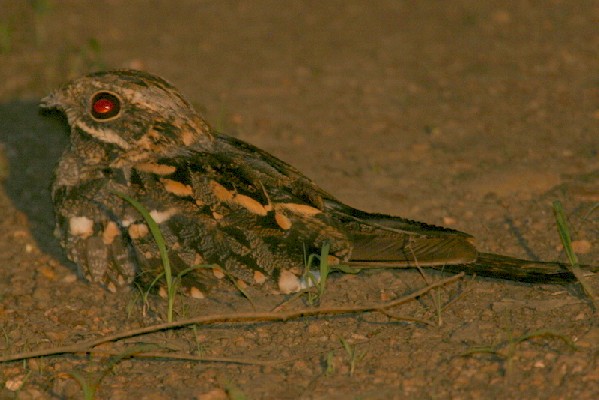 Fiery-necked Nightjar