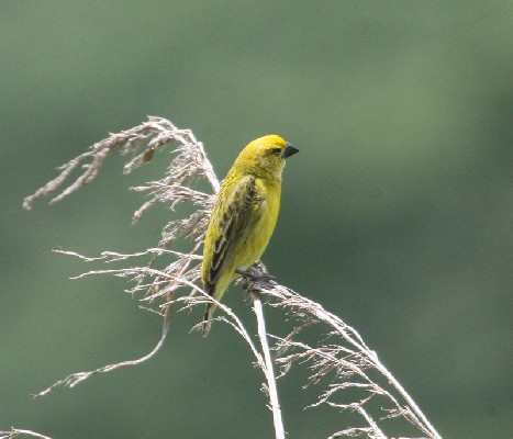 Parasitic Weaver (Cuckoo Finch)