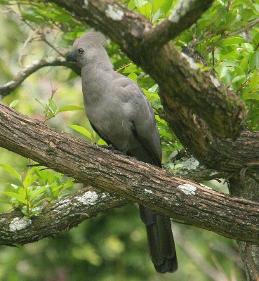 Grey Go-away Bird