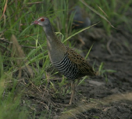 African Crake
