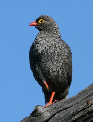 Red-billed Francolin 