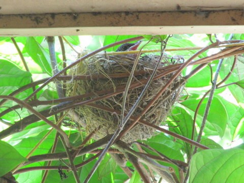 Common (Dark-capped) Bulbul chick in nest