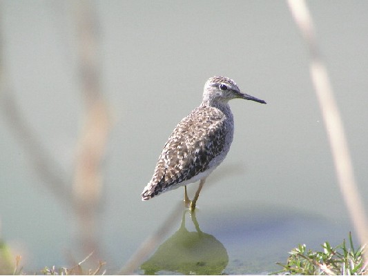 Wood Sandpiper - this one was in sewage pond