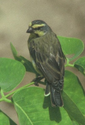 Yelow-fronted Canary