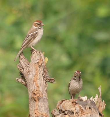 Chestnut-crowned Sparrow-Weavers