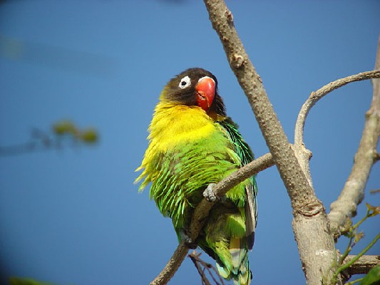 Yellow-collared Lovebird - Agapornis personatus