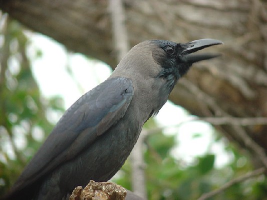 House Crow - Corax splendens