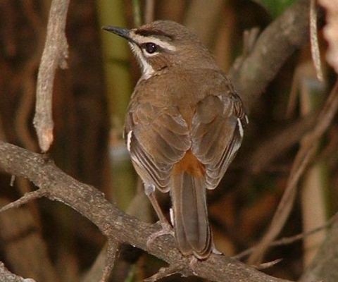Bearded Scrub Robin