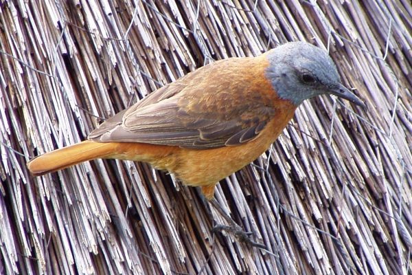Cape Rock-Thrush