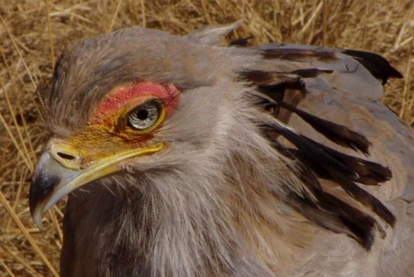 Secretary Bird