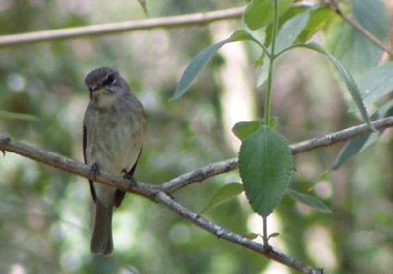 Dusky Flycatcher