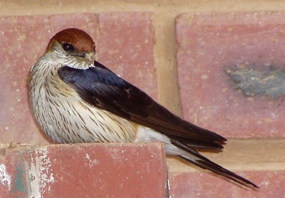 Greater Striped Swallow