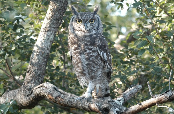 Spotted Eagle Owl