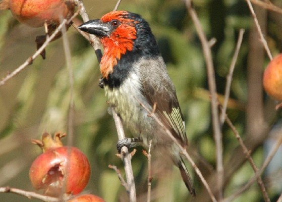 Black-collared Barbet