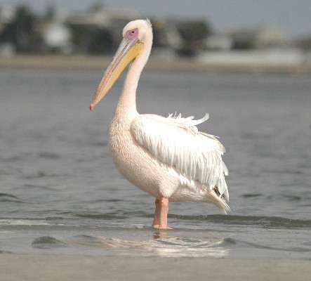 Great White Pelican in early morning light