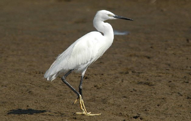 Little Egret in nice light when tide was out