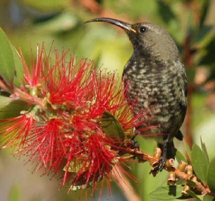 Scarlet-chested Sundbird, Saw Male and Female together