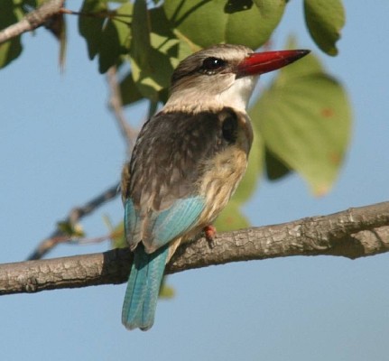 Brown-hooded Kingfisher, Afternoon light
